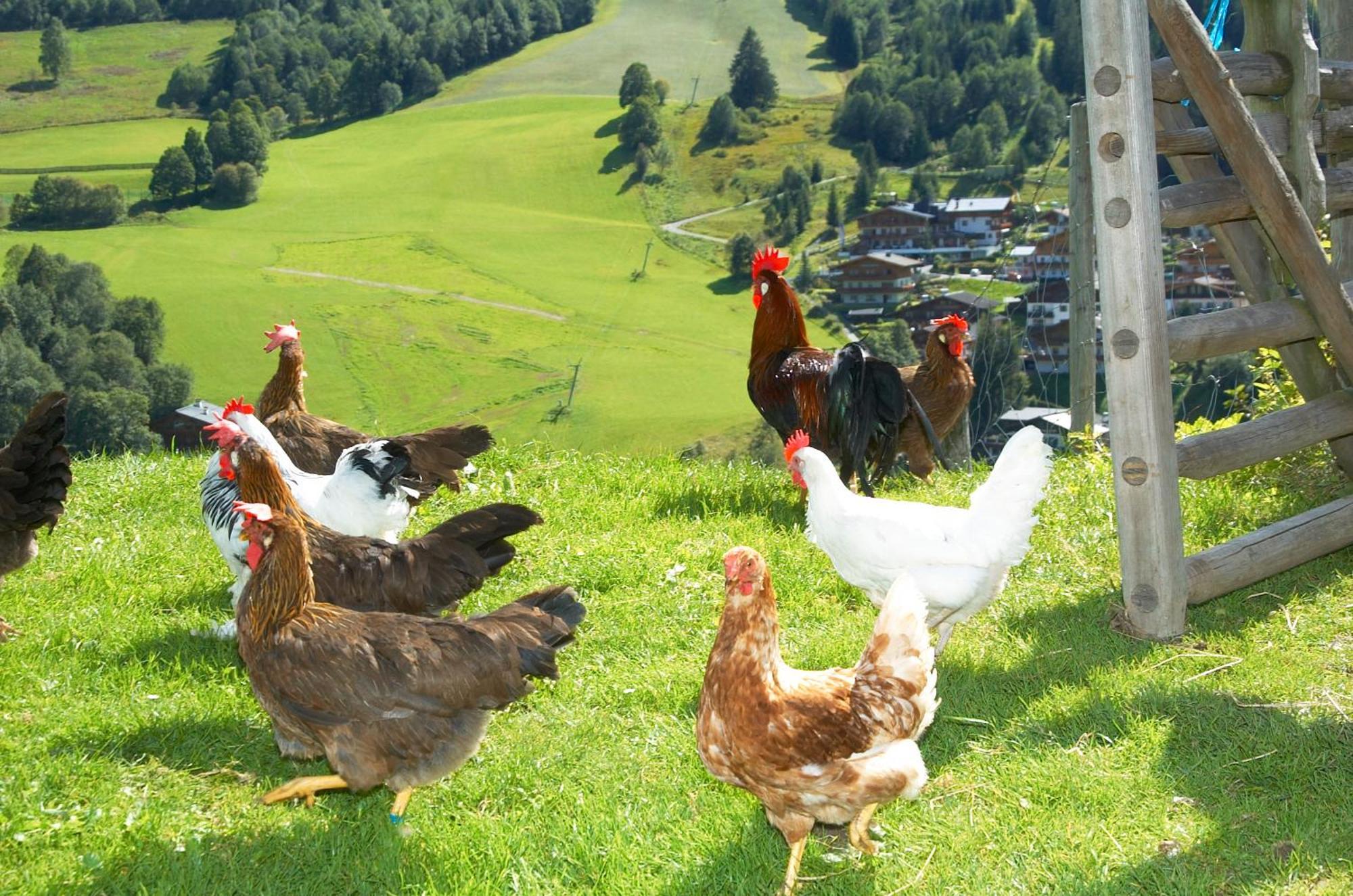 Aparthotel Feriengut Hasenau Saalbach-Hinterglemm Exterior foto